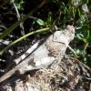 Oedipoda caerulescens caerulescens